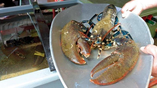 Một quốc gia ch&acirc;u &Acirc;u sẽ cấm luộc t&ocirc;m h&ugrave;m khi c&ograve;n sống- Ảnh 3.