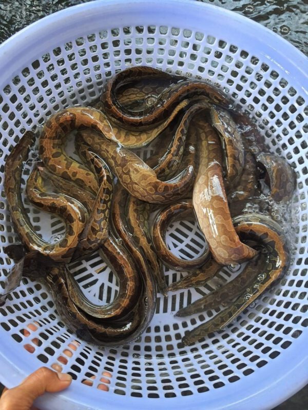 Loại c&aacute; được v&iacute; như 