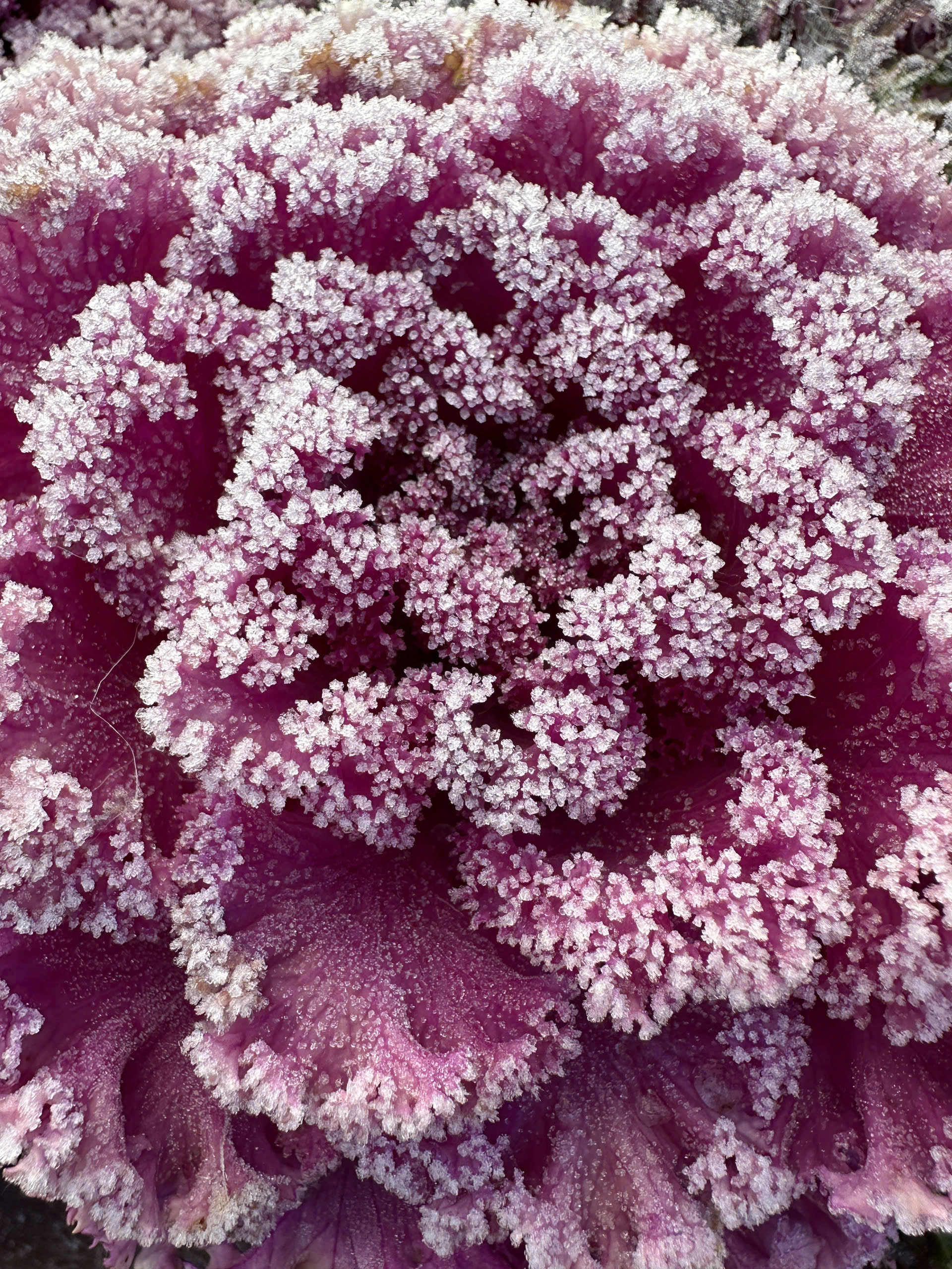 Một nơi tại Việt Nam nhiệt độ xuống 1 độ C, băng tuyết phủ trắng x&oacute;a- Ảnh 2.