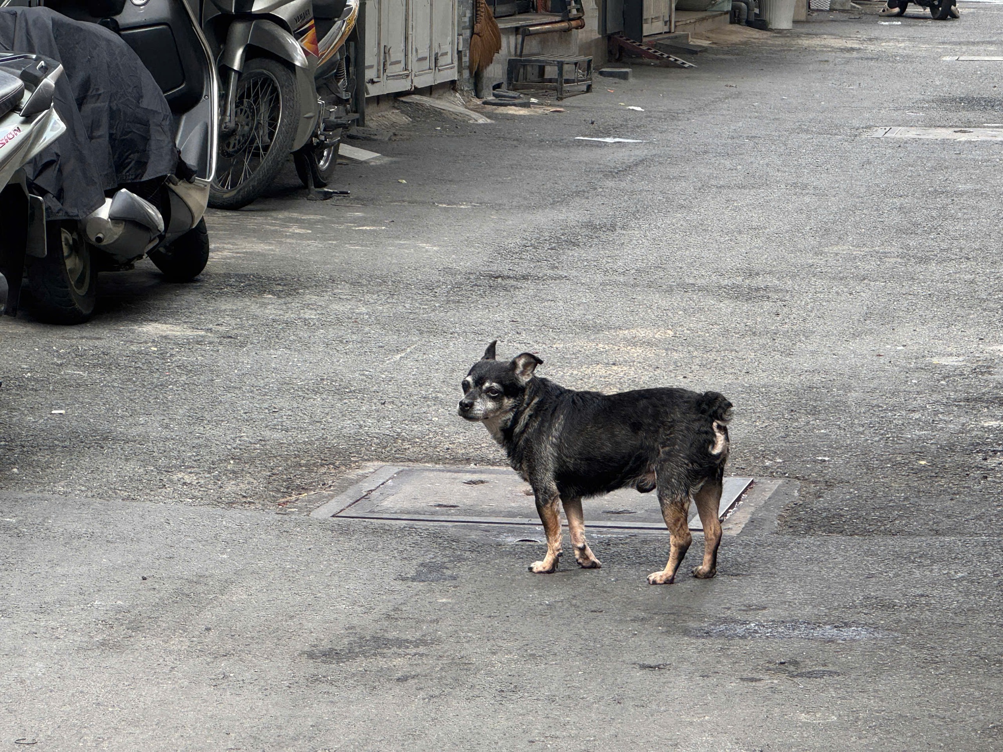 Cấp "căn cước" định danh để gi&aacute;m s&aacute;t vật nu&ocirc;i?- Ảnh 1.