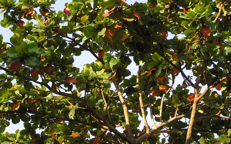 5 loại c&acirc;y kh&ocirc;ng n&ecirc;n trồng ở trước cửa nh&agrave;, gia chủ cố t&igrave;nh trồng th&igrave; hậu quả kh&ocirc;n lường- Ảnh 4.