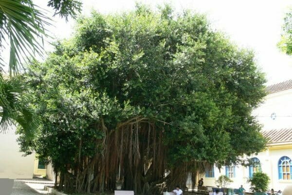 5 loại c&acirc;y kh&ocirc;ng n&ecirc;n trồng ở trước cửa nh&agrave;, gia chủ cố t&igrave;nh trồng th&igrave; hậu quả kh&ocirc;n lường- Ảnh 3.