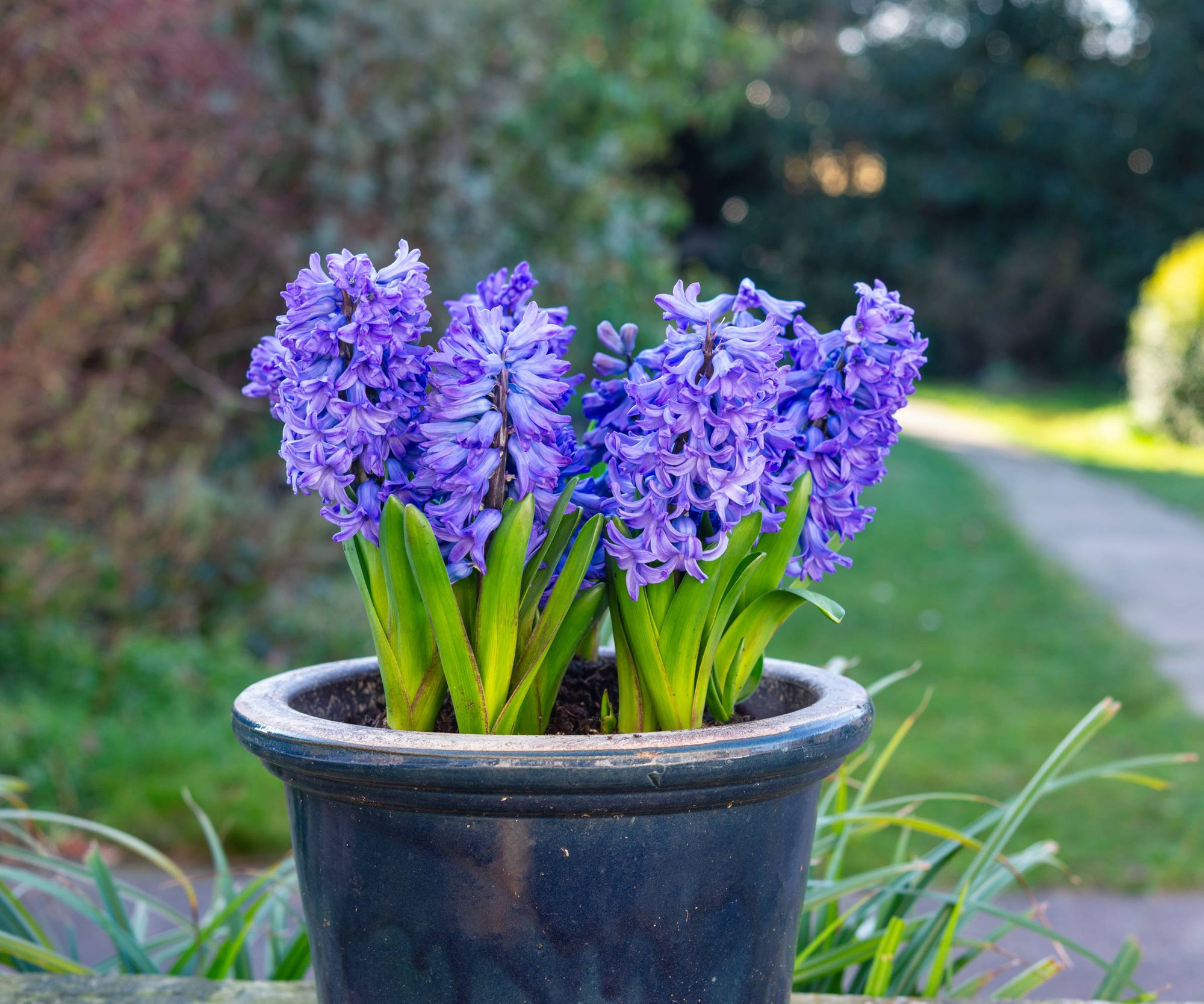 10 loại cây thơm nức mũi, trồng trước nhà dịp Tết thì miễn chê- Ảnh 5. 10 loại cây thơm nức mũi, trồng trước nhà dịp Tết thì miễn chê- Ảnh 5.