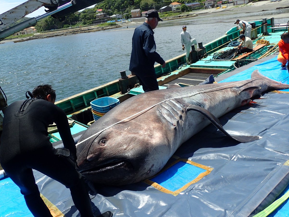 Hai con c&aacute; mập miệng rộng khổng lồ, lo&agrave;i chỉ được nh&igrave;n thấy chưa đến 300 lần trong lịch sử, li&ecirc;n tiếp mắc cạn tại Peru khiến giới khoa học lo ngại!- Ảnh 3.