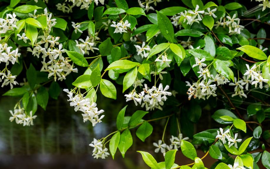 10 loại cây thơm nức mũi, trồng trước nhà dịp Tết thì miễn chê- Ảnh 8. 10 loại cây thơm nức mũi, trồng trước nhà dịp Tết thì miễn chê- Ảnh 8.