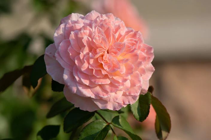 10 loại cây thơm nức mũi, trồng trước nhà dịp Tết thì miễn chê- Ảnh 1. 10 loại cây thơm nức mũi, trồng trước nhà dịp Tết thì miễn chê- Ảnh 1.