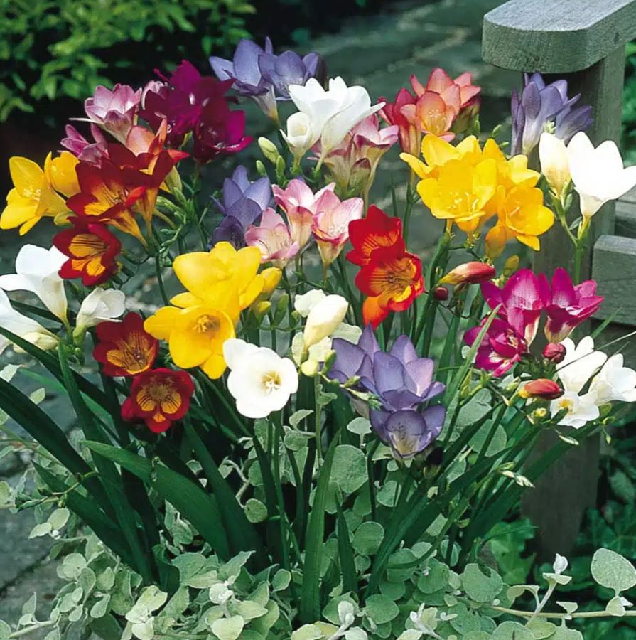 10 loại cây thơm nức mũi, trồng trước nhà dịp Tết thì miễn chê- Ảnh 9. 10 loại cây thơm nức mũi, trồng trước nhà dịp Tết thì miễn chê- Ảnh 9.