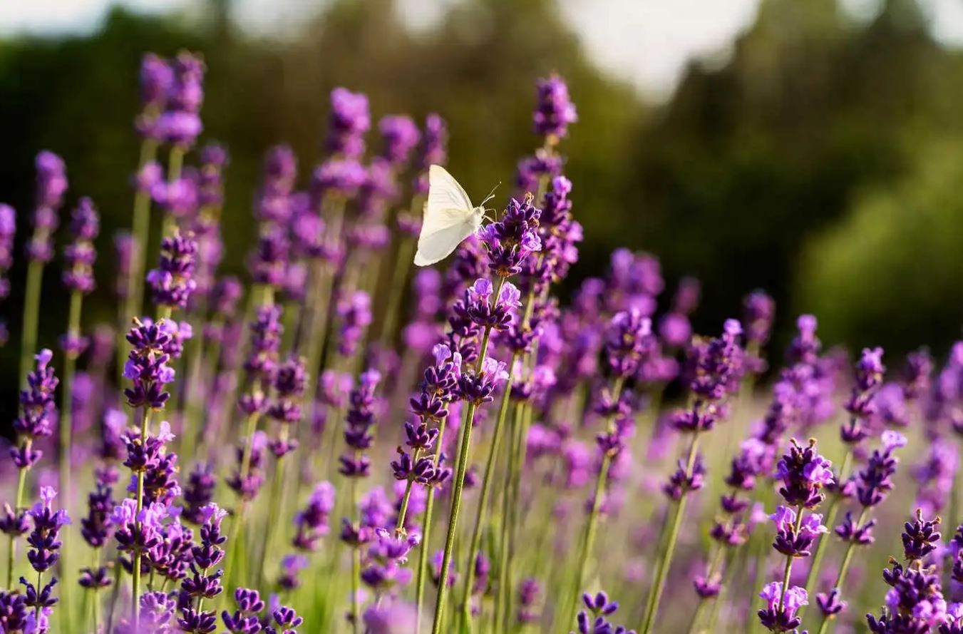 10 loại cây thơm nức mũi, trồng trước nhà dịp Tết thì miễn chê- Ảnh 7. 10 loại cây thơm nức mũi, trồng trước nhà dịp Tết thì miễn chê- Ảnh 7.