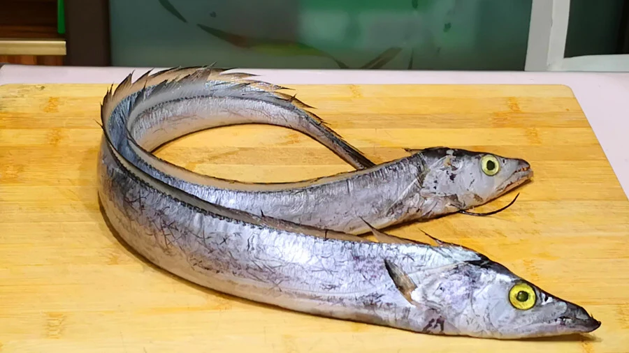 5 loại c&aacute; tự nhi&ecirc;n, kh&ocirc;ng thể nu&ocirc;i nh&acirc;n tạo, thịt ngọt lại bổ như s&acirc;m- Ảnh 5.