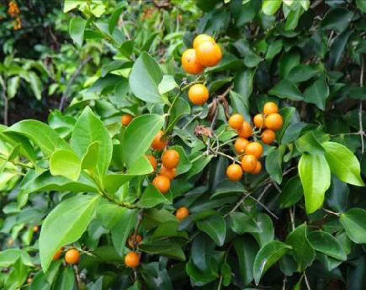 5 loại c&acirc;y kh&ocirc;ng n&ecirc;n trồng ở trước cửa nh&agrave;, gia chủ cố t&igrave;nh trồng th&igrave; hậu quả kh&ocirc;n lường- Ảnh 2.