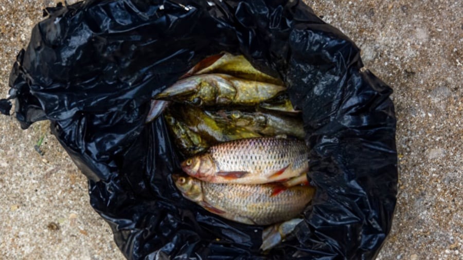 Tại sao người b&aacute;n c&aacute; hay d&ugrave;ng t&uacute;i m&agrave;u đen đựng c&aacute;?- Ảnh 1.