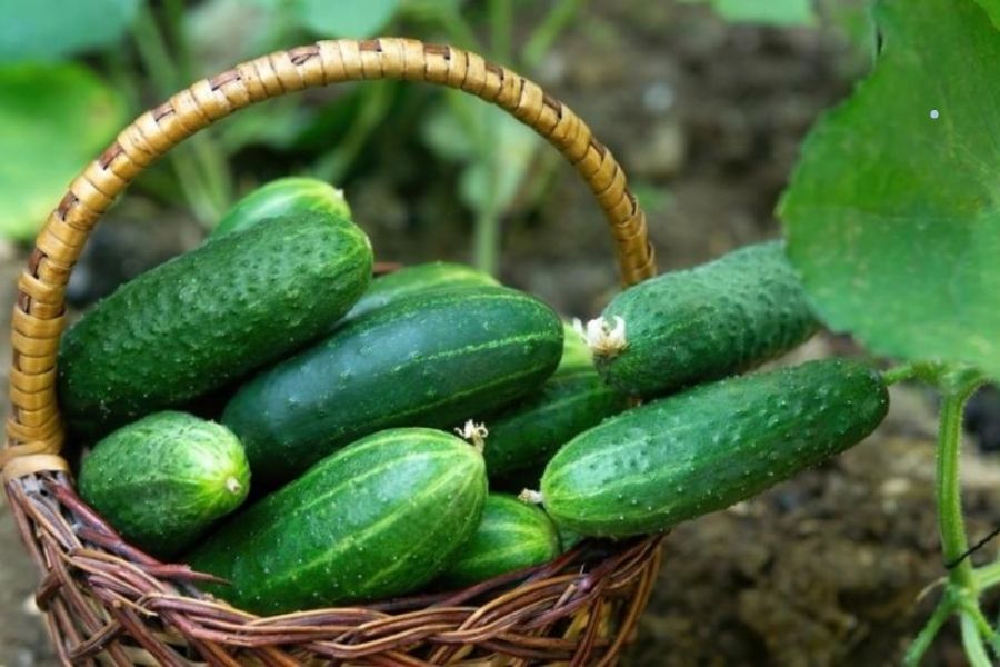 Kh&ocirc;ng chỉ dưa chuột: Thực phẩm hạ đường huyết hiệu quả nhất lại l&agrave; m&oacute;n quen trong bữa cơm Việt- Ảnh 3.