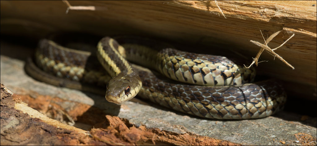 Nh&agrave; c&oacute; 6 đặc điểm n&agrave;y, đừng tr&aacute;ch v&igrave; sao rắn hay t&igrave;m đến- Ảnh 1.