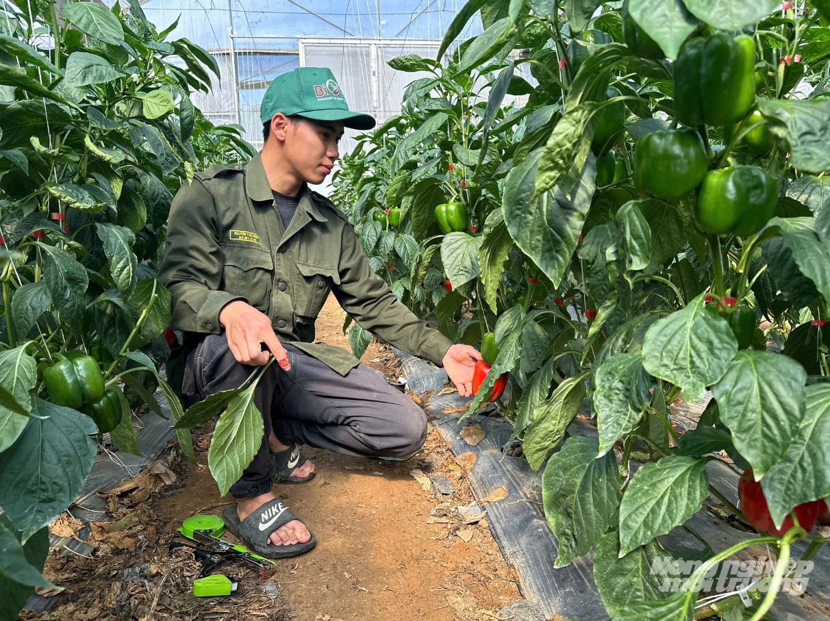 Loại rau nhiều vitamin C hơn cả chanh, b&aacute;o Anh khen nức nở: Người Việt trồng l&atilde;i h&agrave;ng trăm triệu- Ảnh 2.