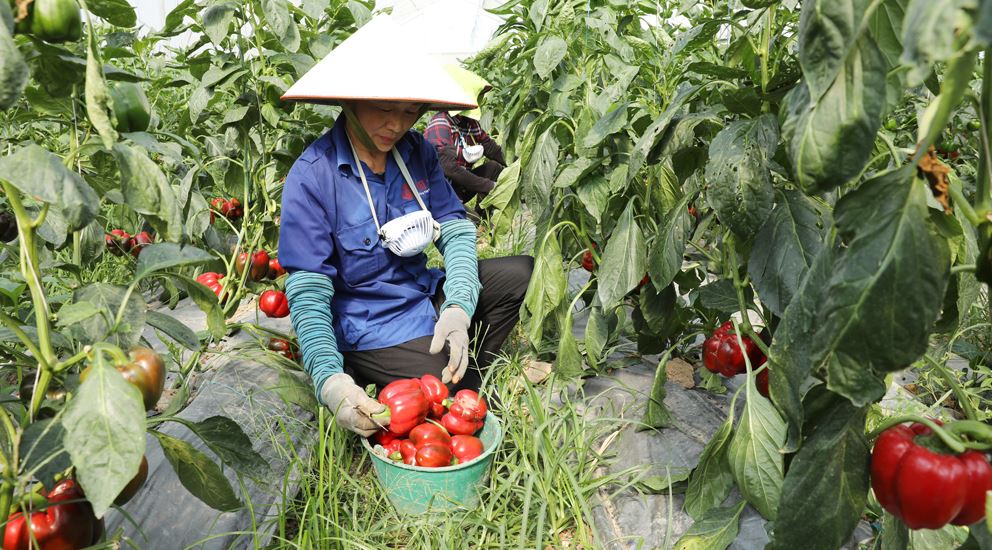 Loại rau nhiều vitamin C hơn cả chanh, b&aacute;o Anh khen nức nở: Người Việt trồng l&atilde;i h&agrave;ng trăm triệu- Ảnh 3.