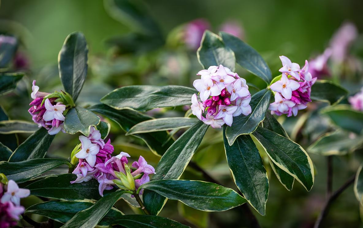 10 loại cây thơm nức mũi, trồng trước nhà dịp Tết thì miễn chê- Ảnh 3. 10 loại cây thơm nức mũi, trồng trước nhà dịp Tết thì miễn chê- Ảnh 3.