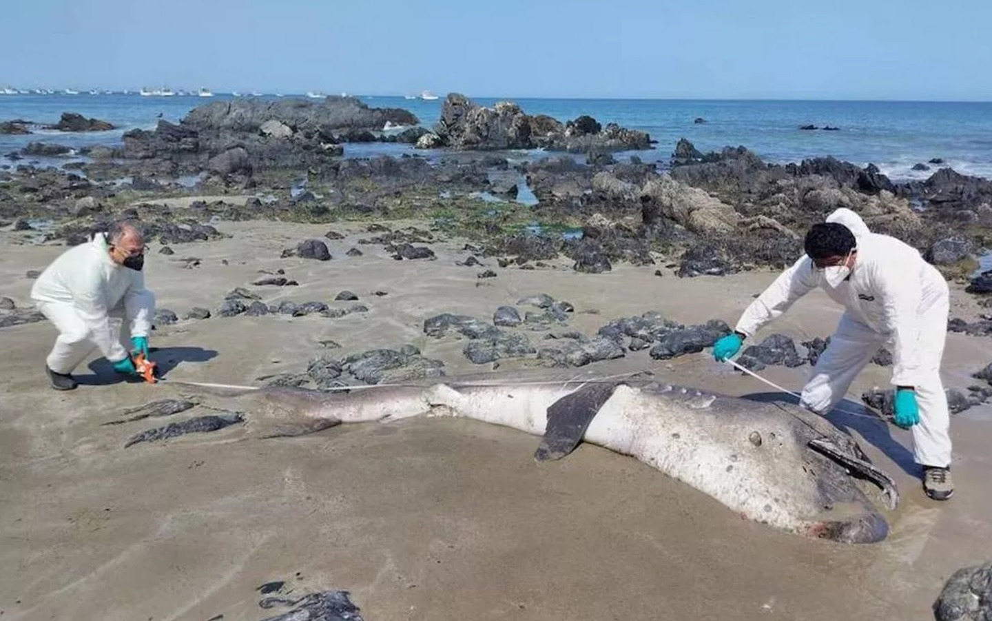 Hai con c&aacute; mập miệng rộng khổng lồ, lo&agrave;i chỉ được nh&igrave;n thấy chưa đến 300 lần trong lịch sử, li&ecirc;n tiếp mắc cạn tại Peru khiến giới khoa học lo ngại!- Ảnh 4.