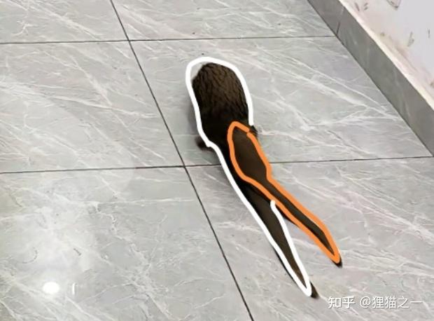 Sinh vật kh&ocirc;ng đầu xuất hiện trong qu&aacute;n bi-a ở Congo khiến mạng x&atilde; hội Trung Quốc x&ocirc;n xao- Ảnh 2.