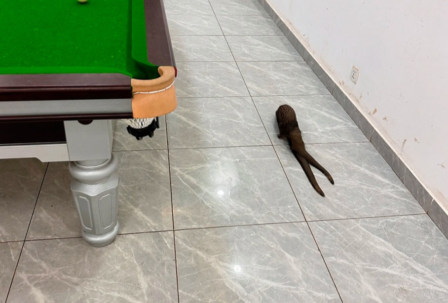 Sinh vật kh&ocirc;ng đầu xuất hiện trong qu&aacute;n bi-a ở Congo khiến mạng x&atilde; hội Trung Quốc x&ocirc;n xao- Ảnh 1.