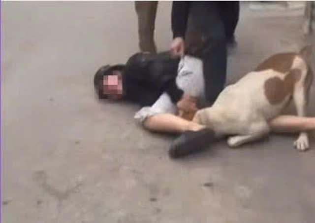 Sử dụng chó dữ để tấn công người khác là hành vi nguy hiểm, có dấu hiệu tội phạm- Ảnh 2. Sử dụng chó dữ để tấn công người khác là hành vi nguy hiểm, có dấu hiệu tội phạm- Ảnh 2.