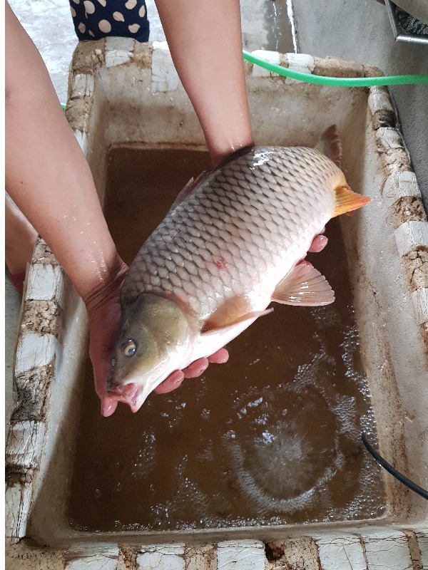 5 loại cá nước ngọt ngon nhất Việt Nam, cao thủ ẩm thực 5 loại cá nước ngọt ngon nhất Việt Nam, cao thủ ẩm thực