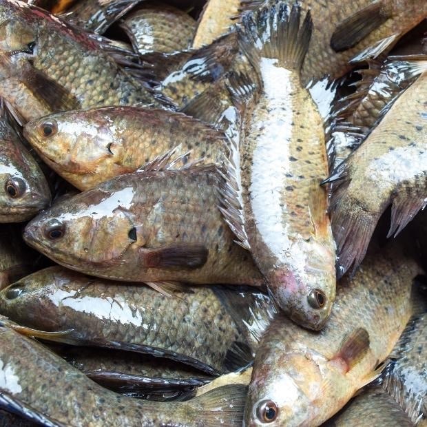 5 loại cá nước ngọt ngon nhất Việt Nam, cao thủ ẩm thực 5 loại cá nước ngọt ngon nhất Việt Nam, cao thủ ẩm thực