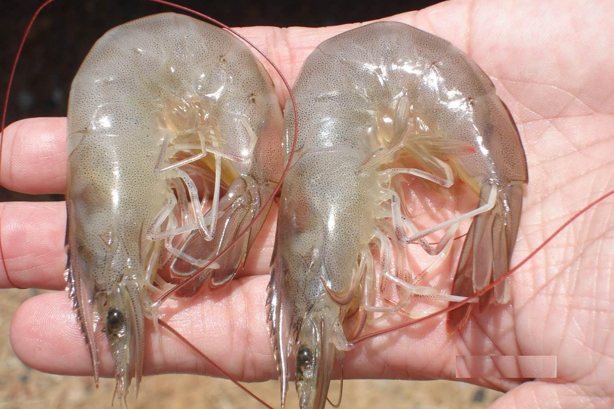 Mua t&ocirc;m, cứ học thuộc mẹo n&agrave;y l&agrave; biết t&ocirc;m tươi hay t&ocirc;m bơm h&oacute;a chất- Ảnh 1.