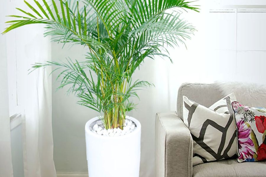 5 loại c&acirc;y h&uacute;t formaldehyde mạnh nhất, NASA khuy&ecirc;n trồng- Ảnh 5.