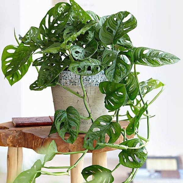 5 loại c&acirc;y h&uacute;t formaldehyde mạnh nhất, NASA khuy&ecirc;n trồng- Ảnh 2.