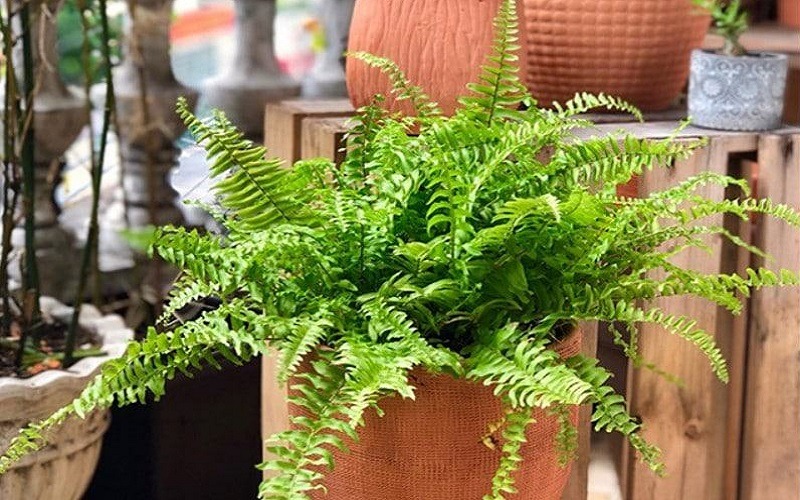 5 loại c&acirc;y h&uacute;t formaldehyde mạnh nhất, NASA khuy&ecirc;n trồng- Ảnh 4.