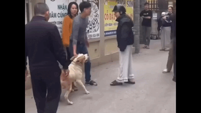 Sử dụng chó dữ để tấn công người khác là hành vi nguy hiểm, có dấu hiệu tội phạm- Ảnh 1. Sử dụng chó dữ để tấn công người khác là hành vi nguy hiểm, có dấu hiệu tội phạm- Ảnh 1.