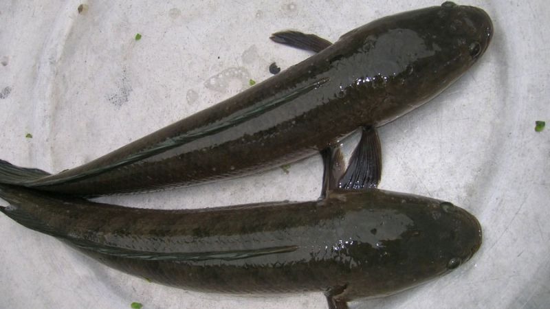 5 loại cá nước ngọt ngon nhất Việt Nam, cao thủ ẩm thực 5 loại cá nước ngọt ngon nhất Việt Nam, cao thủ ẩm thực