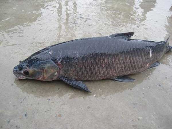 5 loại cá nước ngọt ngon nhất Việt Nam, cao thủ ẩm thực 5 loại cá nước ngọt ngon nhất Việt Nam, cao thủ ẩm thực