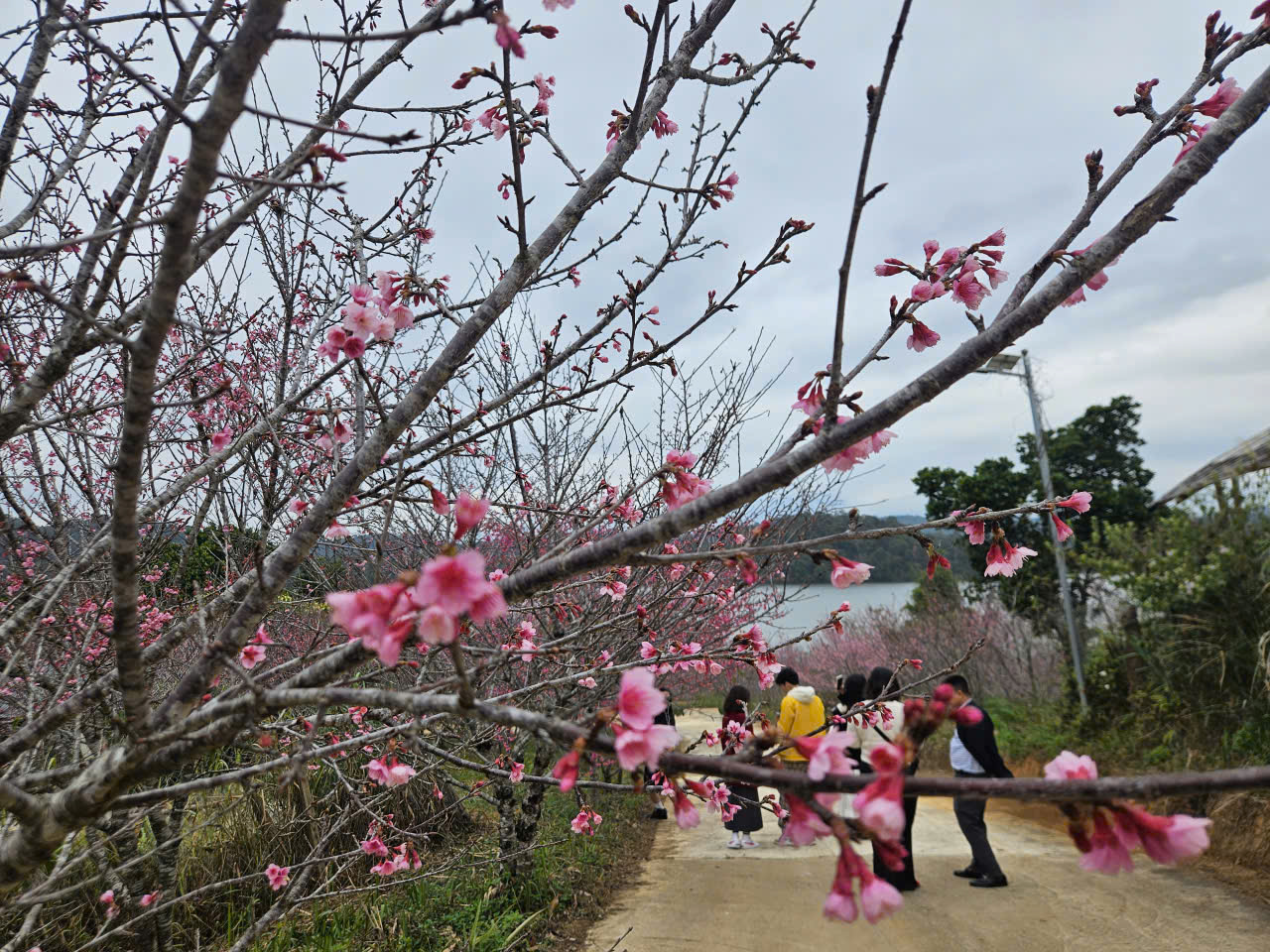 H&agrave;ng kh&ocirc;ng, du lịch khẩn trương đổi lịch đ&oacute;n kh&aacute;ch dịp Tết Dương lịch 2026- Ảnh 2.