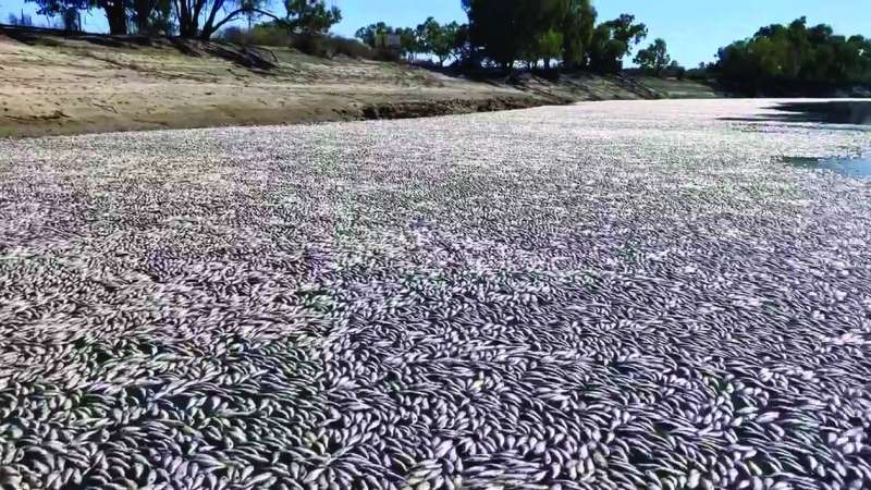 Th&agrave;nh phố n&oacute;ng nhất thế giới: C&aacute; bị luộc ch&iacute;n, chim rơi xuống đất m&agrave; con người vẫn b&aacute;m trụ bằng c&aacute;ch n&agrave;y- Ảnh 2.