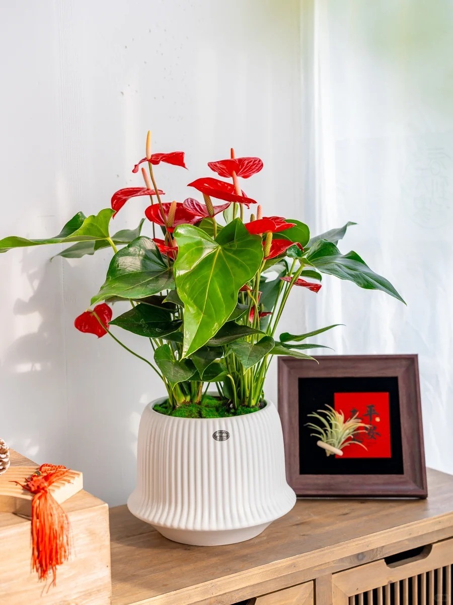 Tết rước 1 chậu c&acirc;y n&agrave;y về nh&agrave;: Vận tiền bạc, chức vị đều 