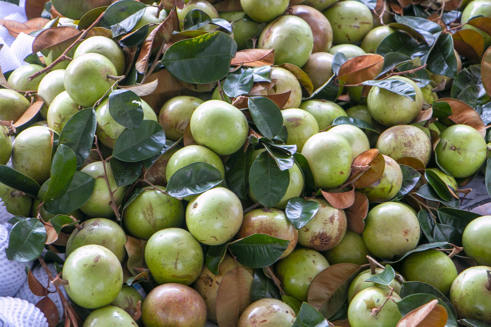 Rộn r&agrave;ng v&uacute; sữa L&ograve; R&egrave;n, nh&agrave; vườn "bỏ t&uacute;i" h&agrave;ng trăm triệu đồng- Ảnh 1.