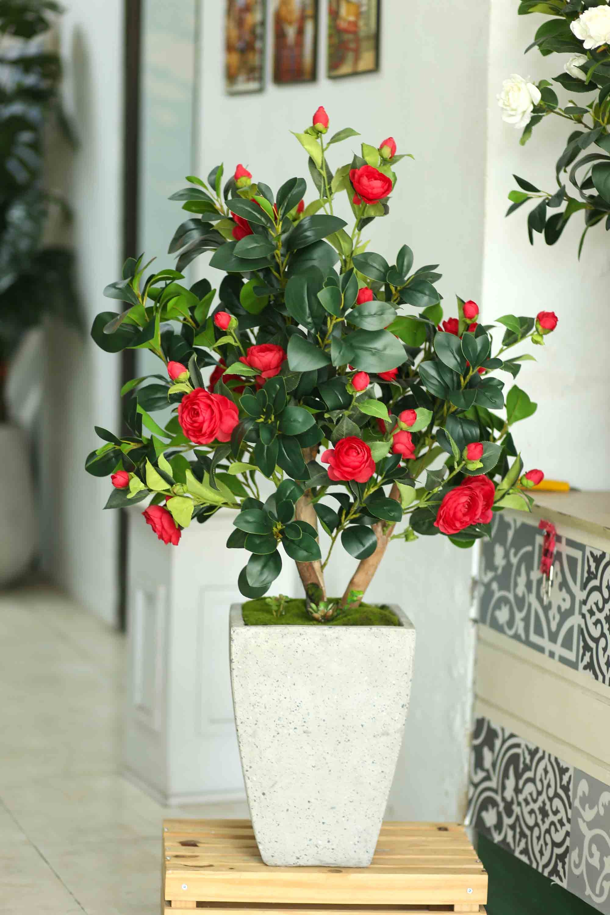 Lo&agrave;i c&acirc;y qu&yacute; như v&agrave;ng, hoa nở đẹp chấn động thị gi&aacute;c: Nh&agrave; gi&agrave;u m&ecirc; v&igrave; gi&uacute;p tụ lộc, giữ vượng kh&iacute;- Ảnh 3.