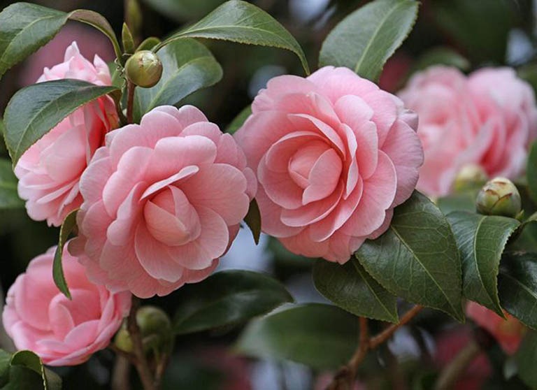 Lo&agrave;i c&acirc;y qu&yacute; như v&agrave;ng, hoa nở đẹp chấn động thị gi&aacute;c: Nh&agrave; gi&agrave;u m&ecirc; v&igrave; gi&uacute;p tụ lộc, giữ vượng kh&iacute;- Ảnh 2.