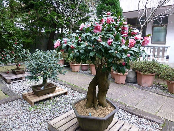 Lo&agrave;i c&acirc;y qu&yacute; như v&agrave;ng, hoa nở đẹp chấn động thị gi&aacute;c: Nh&agrave; gi&agrave;u m&ecirc; v&igrave; gi&uacute;p tụ lộc, giữ vượng kh&iacute;- Ảnh 1.