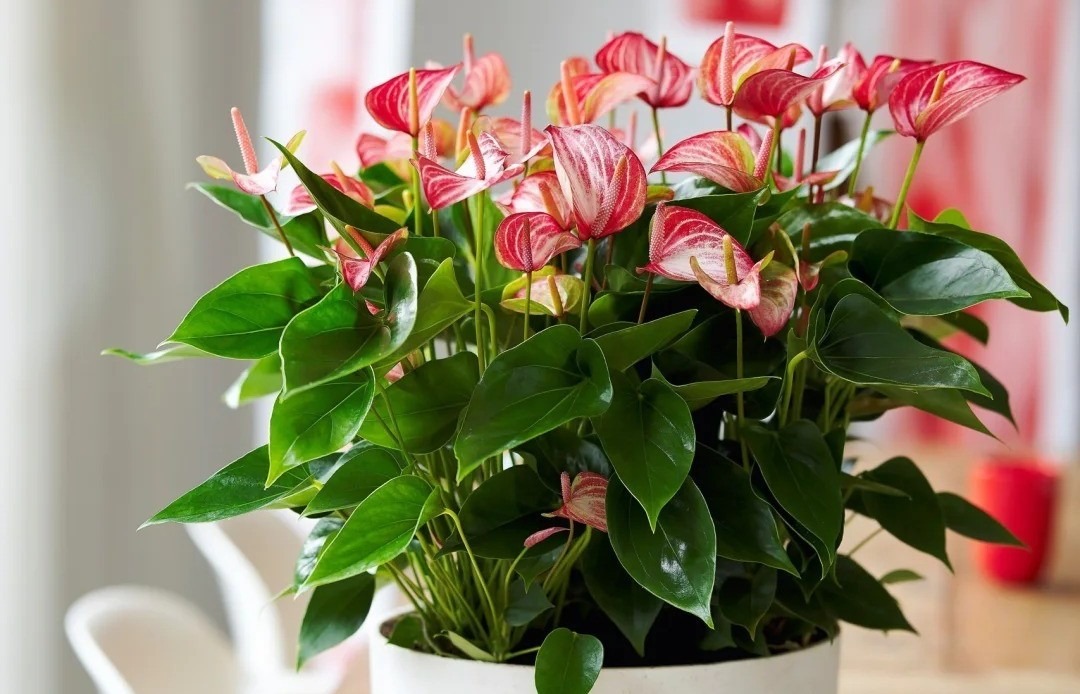 Tết rước 1 chậu c&acirc;y n&agrave;y về nh&agrave;: Vận tiền bạc, chức vị đều 