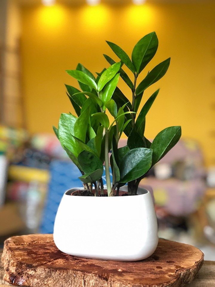 Tặng qu&agrave; t&acirc;n gia đừng chỉ đi phong b&igrave;: Gợi &yacute; 3 m&oacute;n qu&agrave; mang &yacute; nghĩa biểu tượng c&aacute;t tường khiến chủ nh&agrave; nhớ m&atilde;i kh&ocirc;ng qu&ecirc;n- Ảnh 3.