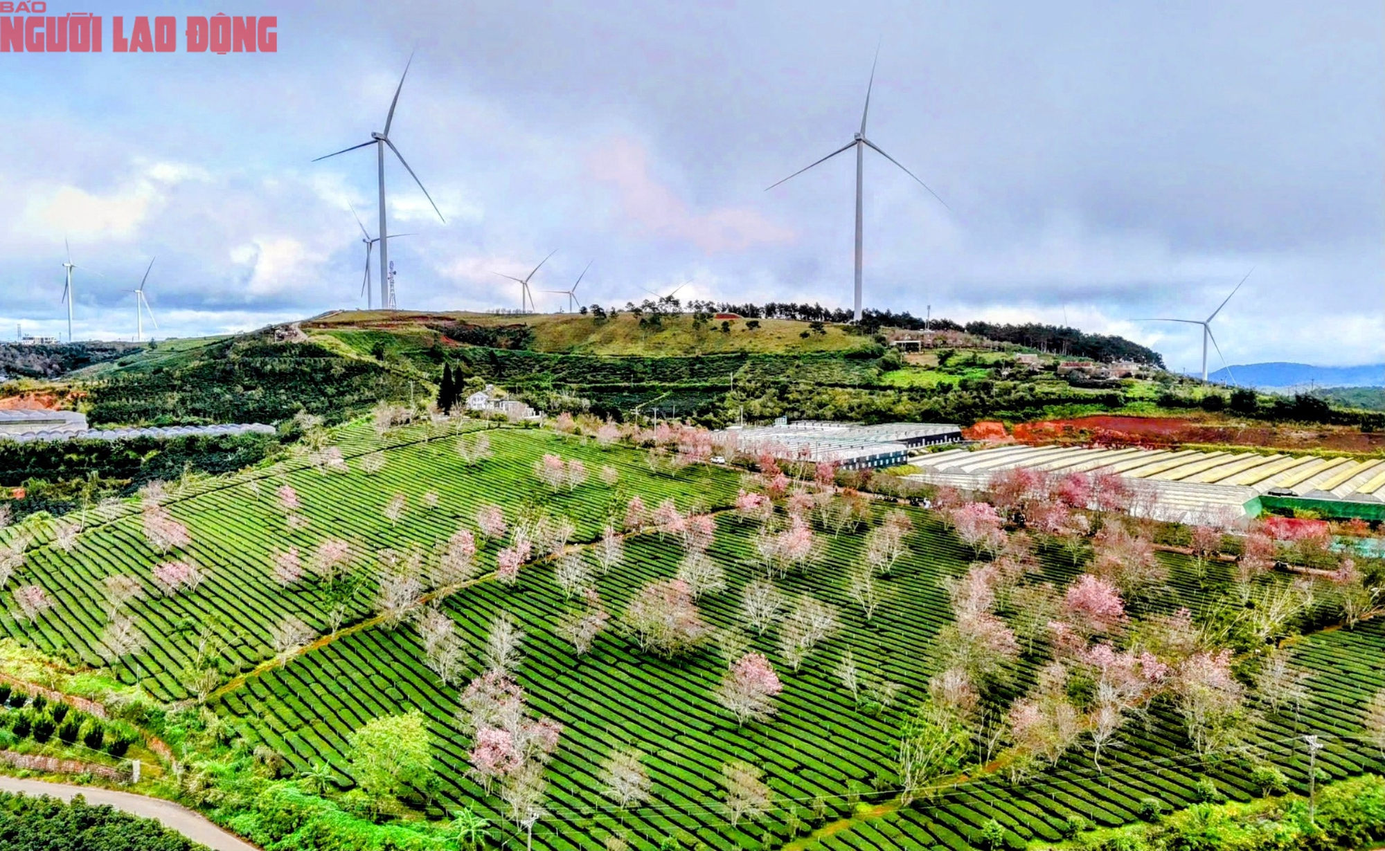 H&agrave;ng trăm "n&agrave;ng thơ" chen ch&acirc;n check-in với hoa mai anh đ&agrave;o nở sớm ở Đ&agrave; Lạt- Ảnh 1.