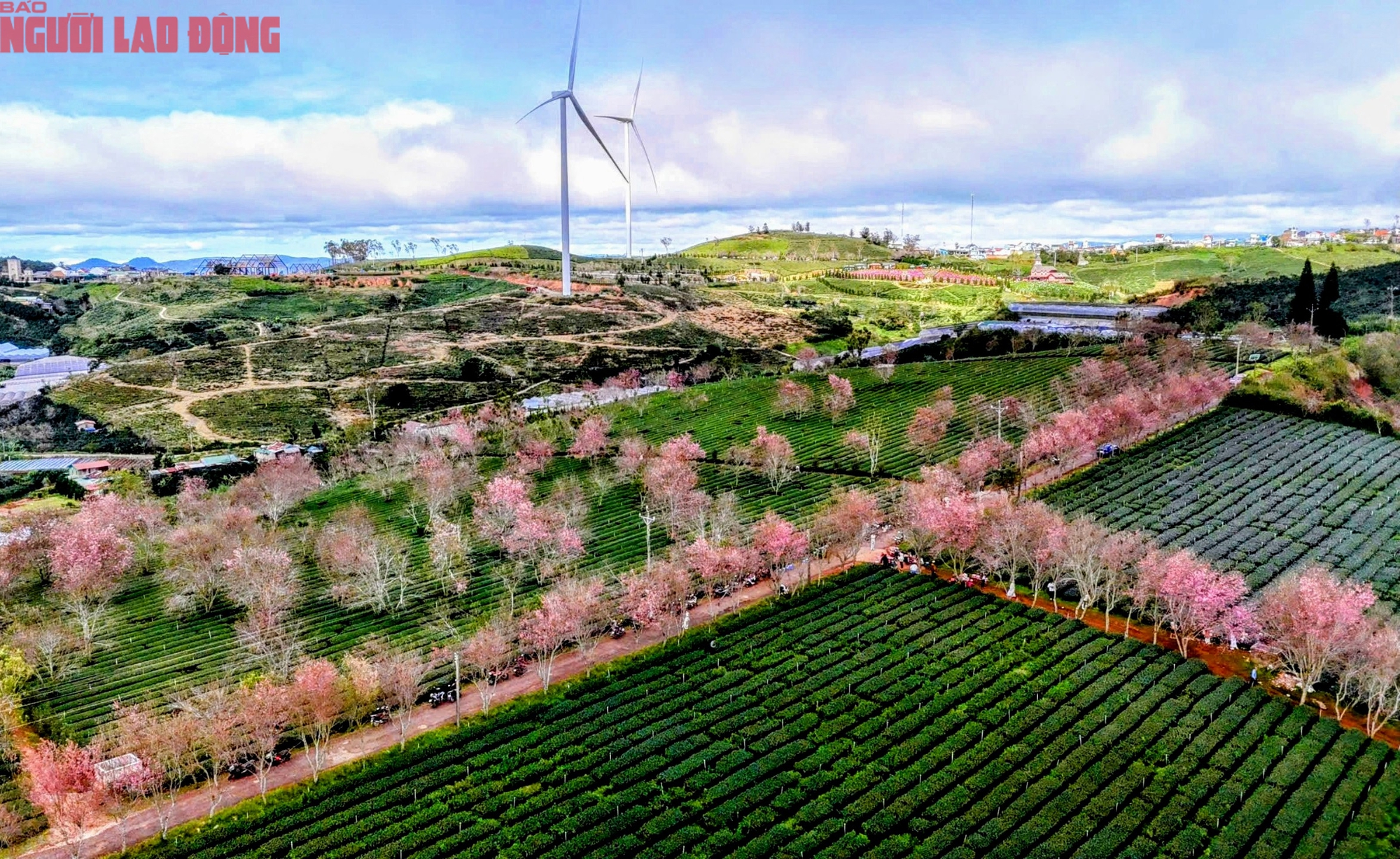 H&agrave;ng trăm "n&agrave;ng thơ" chen ch&acirc;n check-in với hoa mai anh đ&agrave;o nở sớm ở Đ&agrave; Lạt- Ảnh 2.
