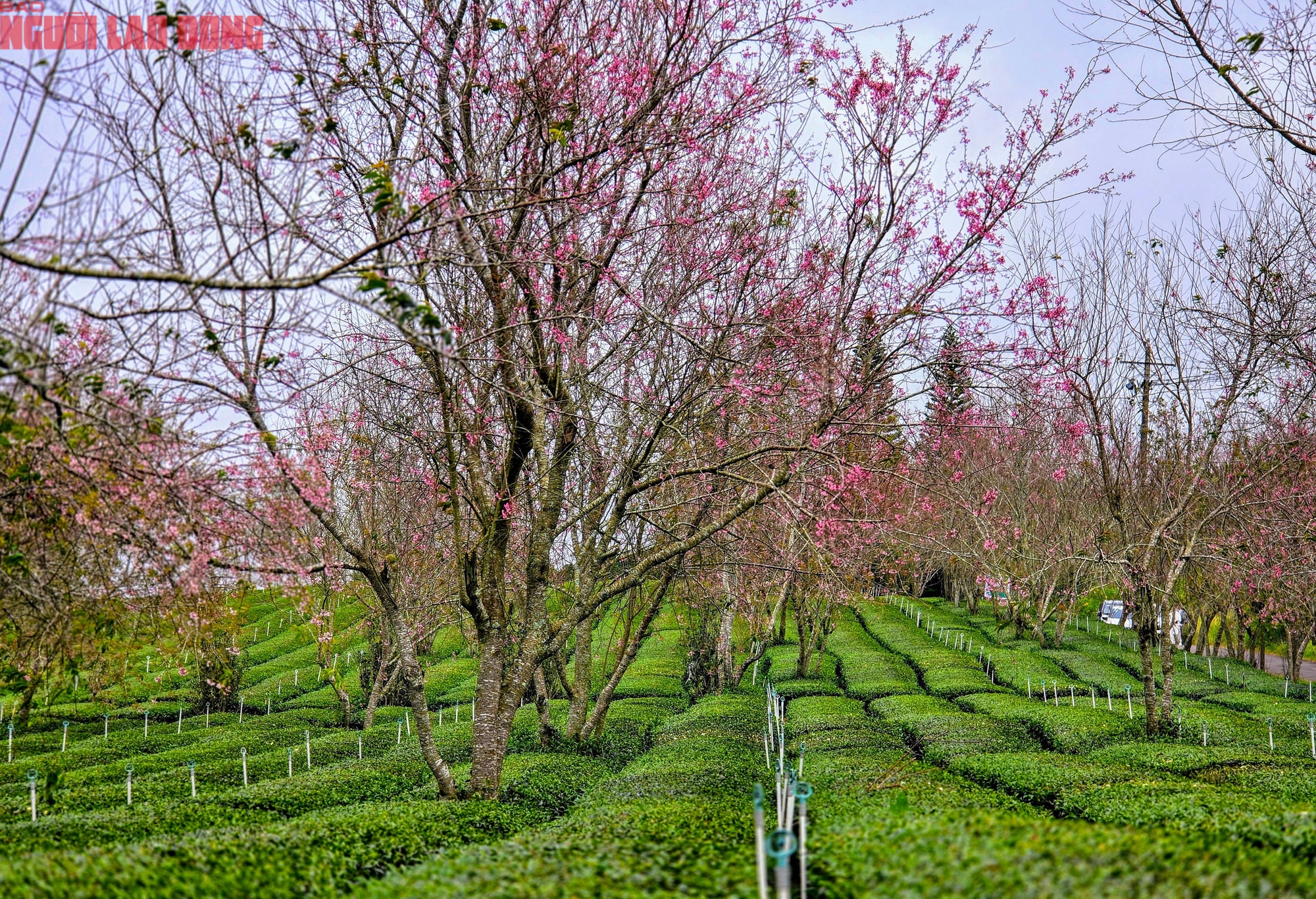 H&agrave;ng trăm "n&agrave;ng thơ" chen ch&acirc;n check-in với hoa mai anh đ&agrave;o nở sớm ở Đ&agrave; Lạt- Ảnh 3.