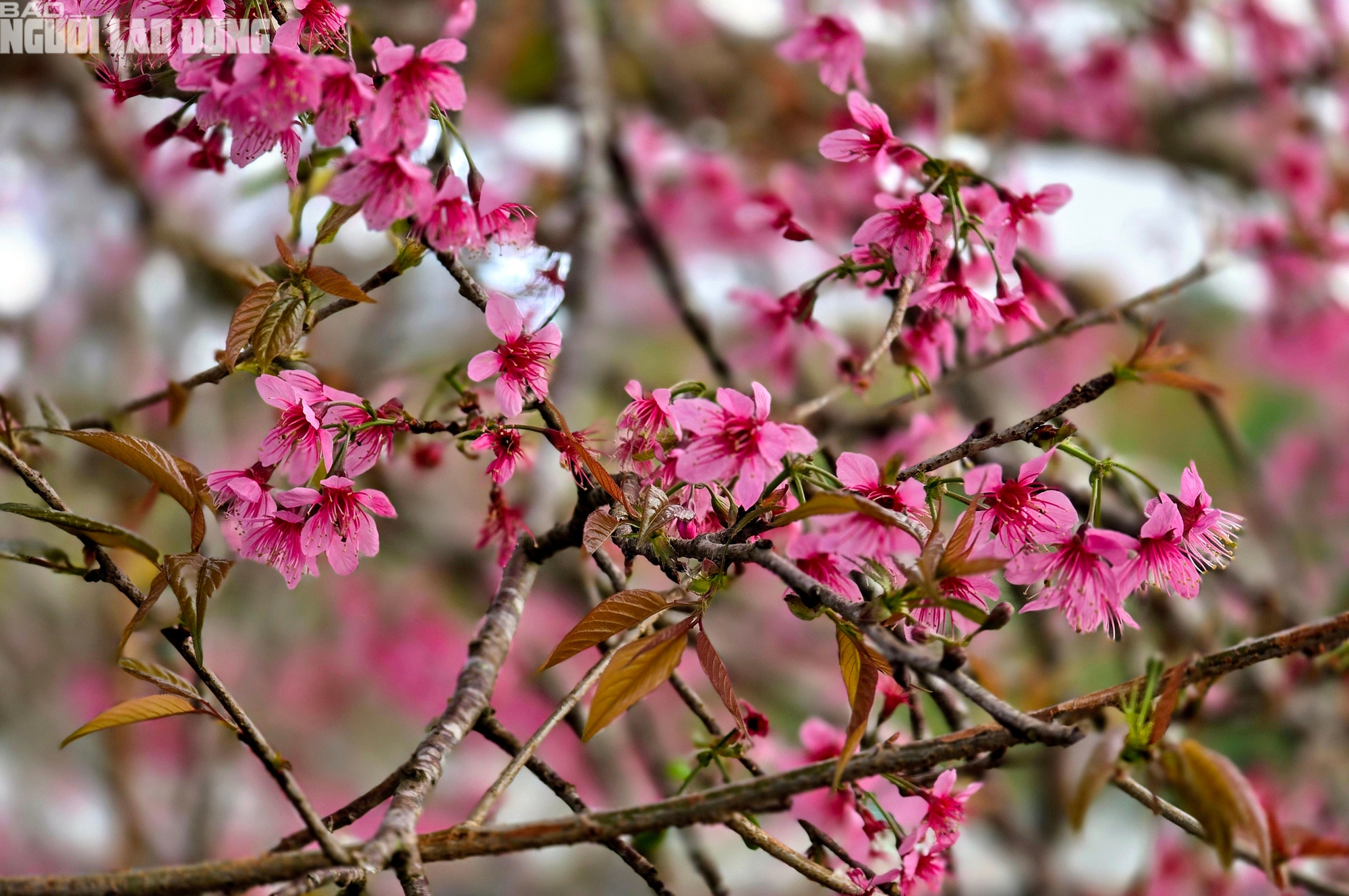 H&agrave;ng trăm "n&agrave;ng thơ" chen ch&acirc;n check-in với hoa mai anh đ&agrave;o nở sớm ở Đ&agrave; Lạt- Ảnh 4.