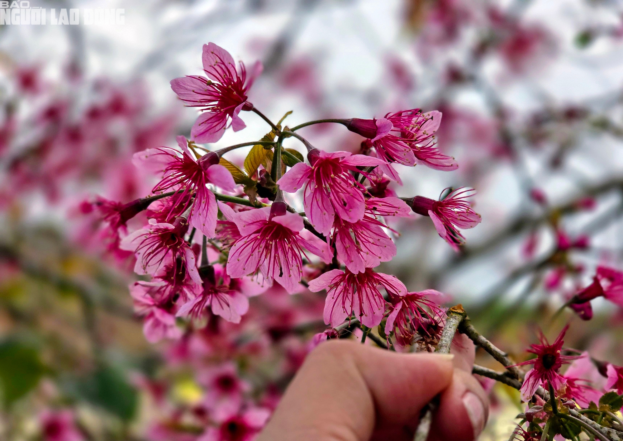 H&agrave;ng trăm "n&agrave;ng thơ" chen ch&acirc;n check-in với hoa mai anh đ&agrave;o nở sớm ở Đ&agrave; Lạt- Ảnh 5.