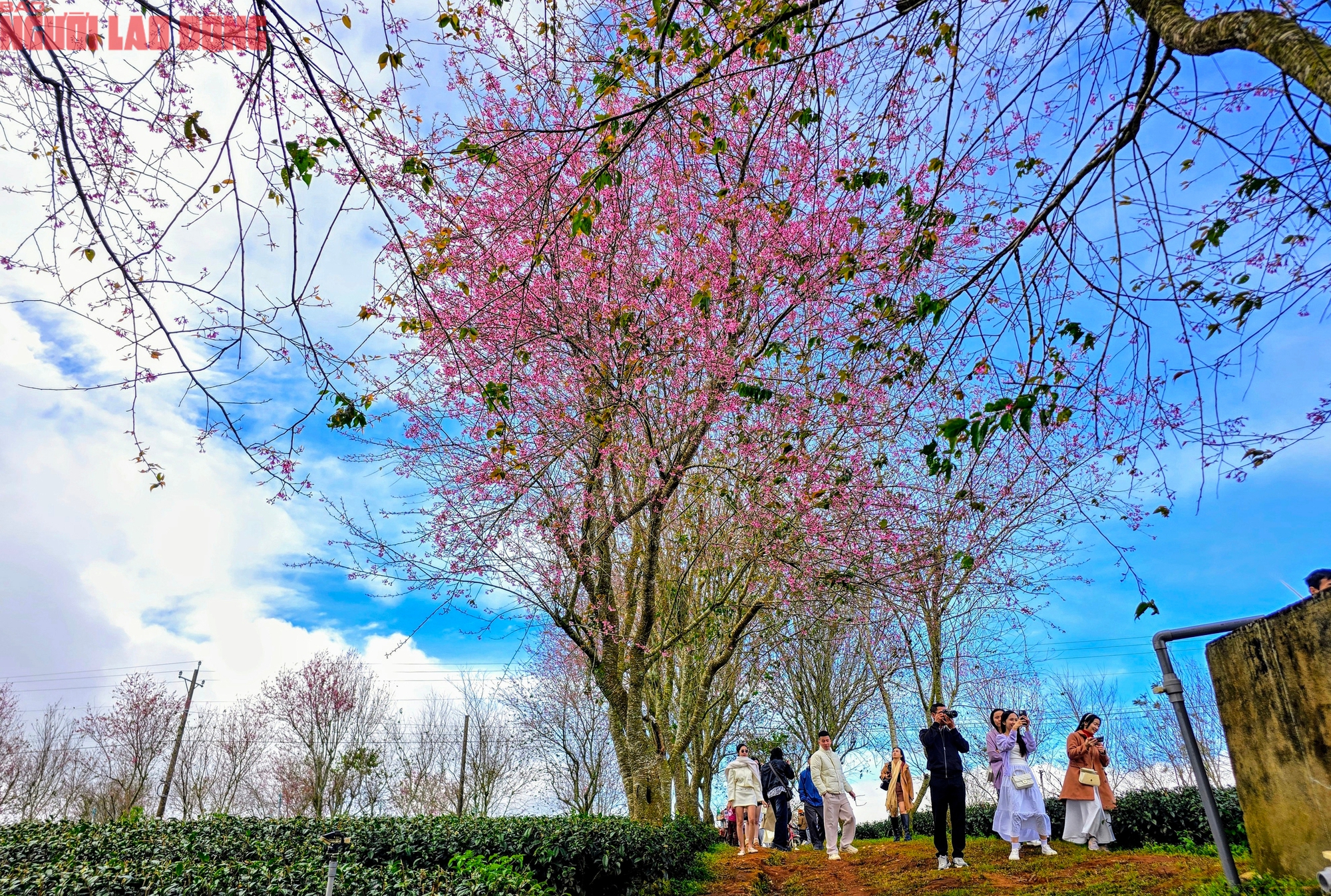 H&agrave;ng trăm "n&agrave;ng thơ" chen ch&acirc;n check-in với hoa mai anh đ&agrave;o nở sớm ở Đ&agrave; Lạt- Ảnh 7.