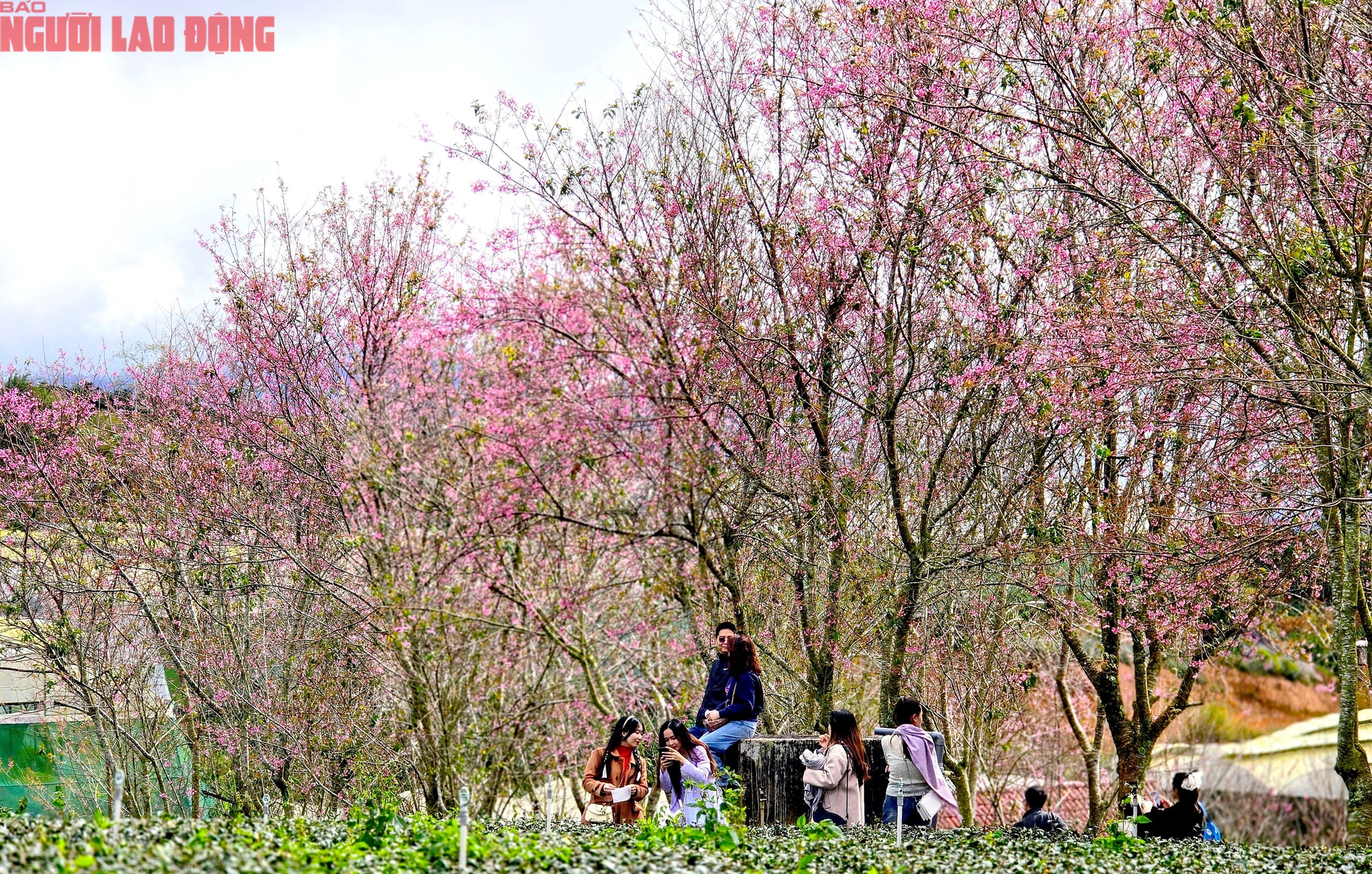 H&agrave;ng trăm "n&agrave;ng thơ" chen ch&acirc;n check-in với hoa mai anh đ&agrave;o nở sớm ở Đ&agrave; Lạt- Ảnh 8.