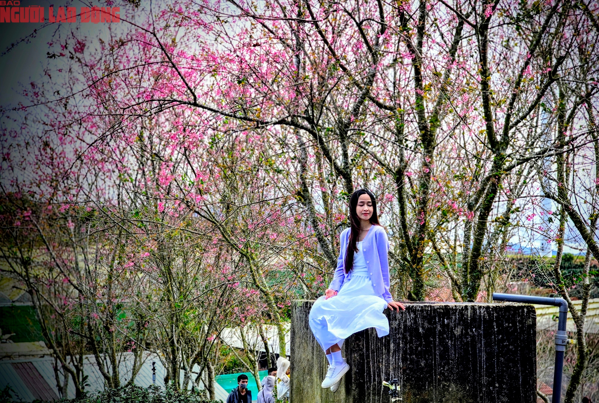 H&agrave;ng trăm "n&agrave;ng thơ" chen ch&acirc;n check-in với hoa mai anh đ&agrave;o nở sớm ở Đ&agrave; Lạt- Ảnh 9.